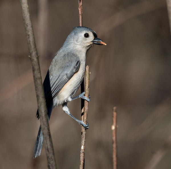 Titmouse with almond...