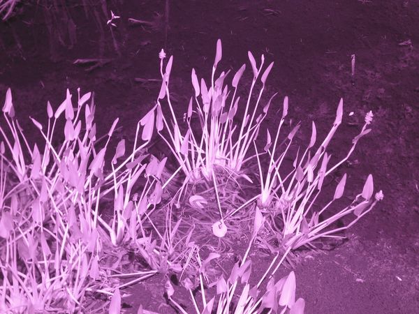 Typical IR 720nm Right Out of Camera...