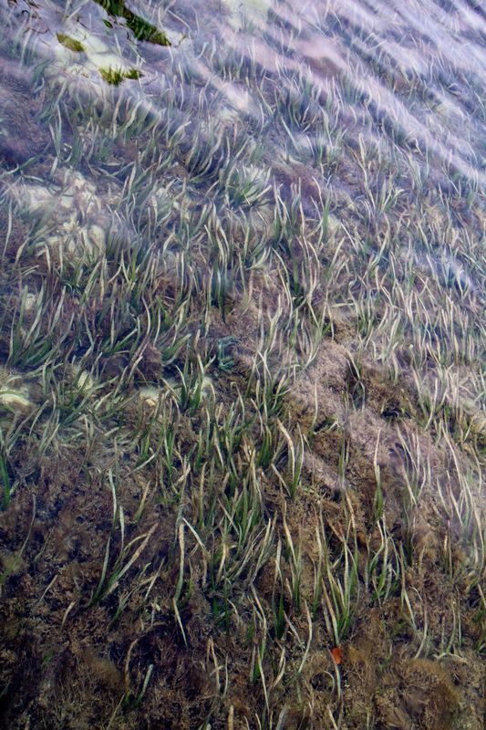 Sea Grass...