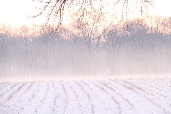 corn field in the fog...