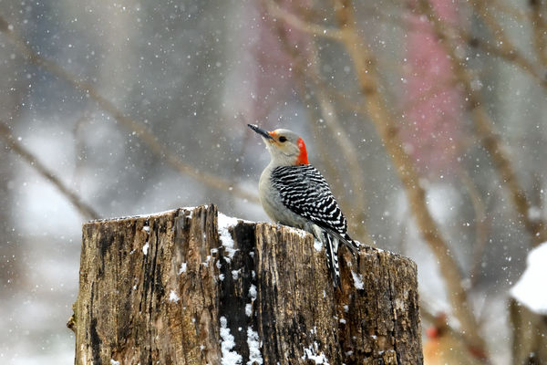 Second shot Red-bellied Woodpecker D500 Tamron 150...