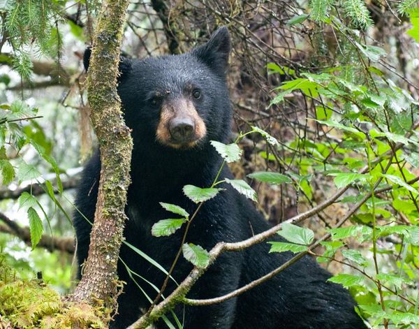 Black Bear, Juneau. About 15ft. Spent 45 minutes w...