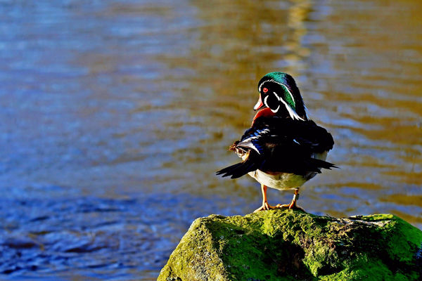 Wood duck posing on a rock....