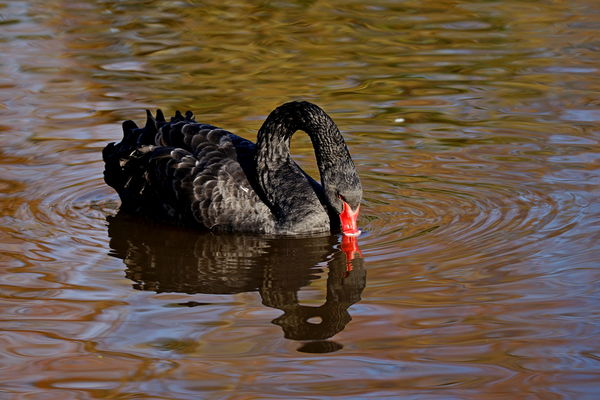 Black Swan,...