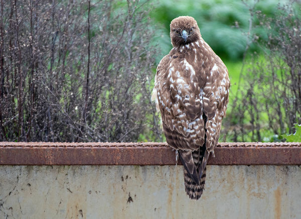 An unusually fearless Red-tailed Hawk.  We were ve...