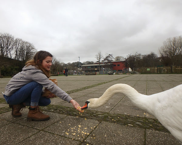 Erin feeding the swan.....