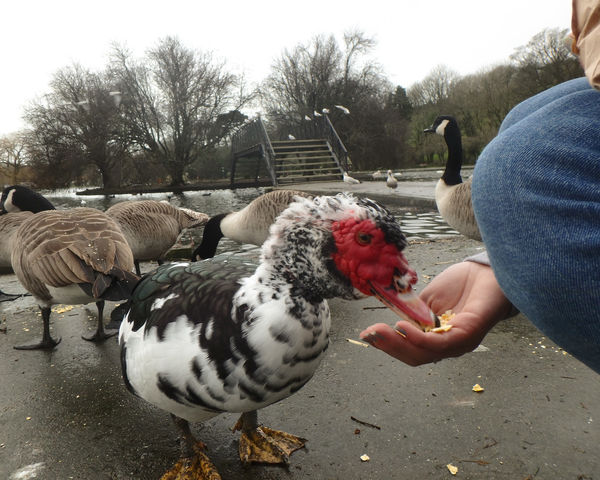 Feeding one of the ducks.....