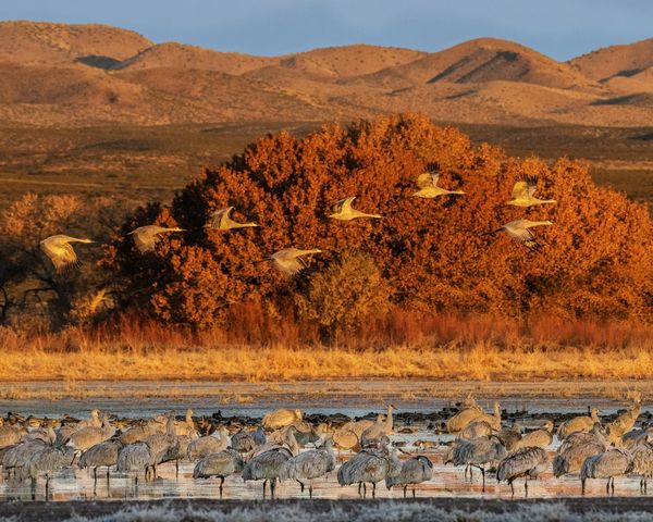 Fly out at Bosque del Apache...