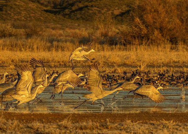 Fly out at Bosque del Apache...
