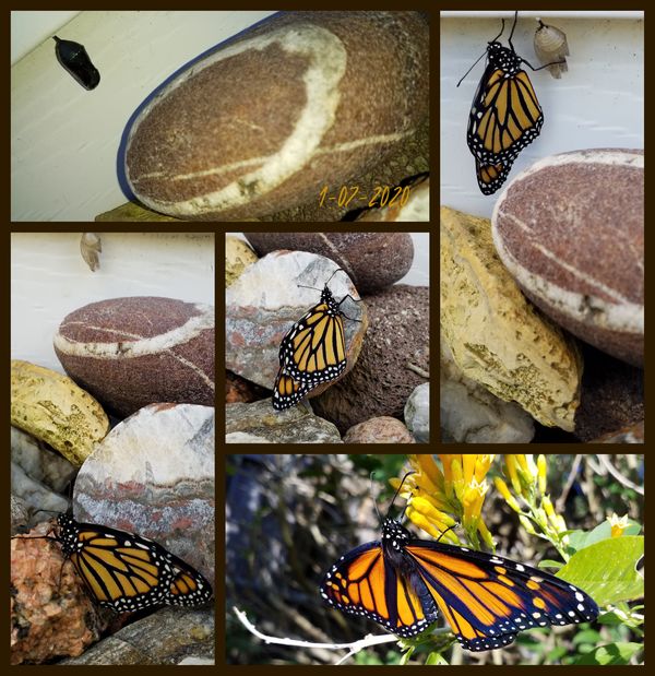 Collage from my yard....