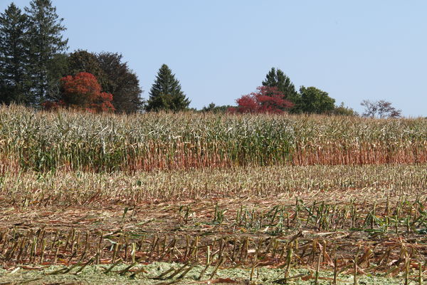 Corn field is ready...