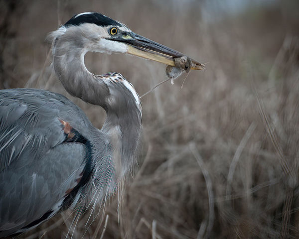 Great Blue Heron and its captured prey...