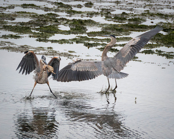 Great Blue Herons haggling over a meal....