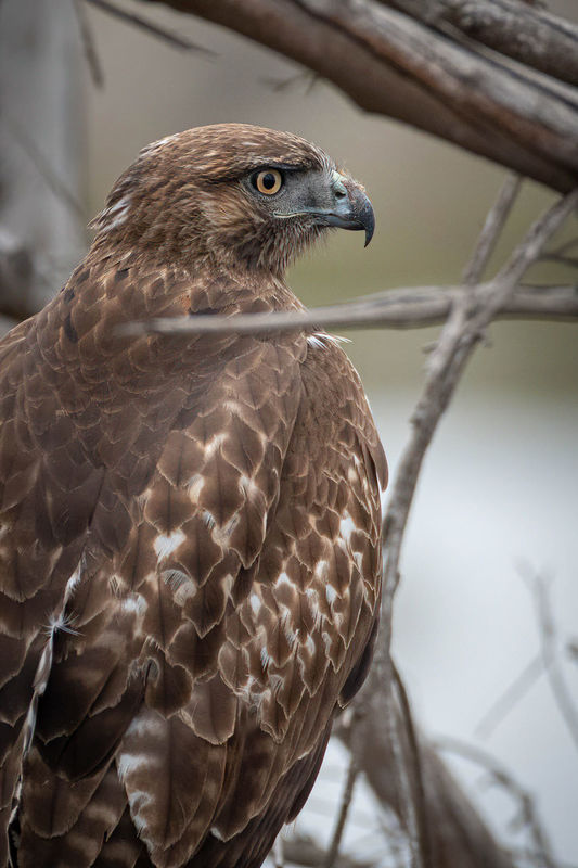 Close-up of Red-tailed Hawk...