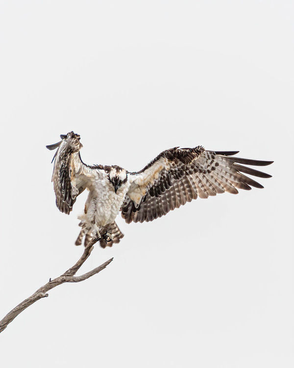 Osprey shaking water from its feathers...
