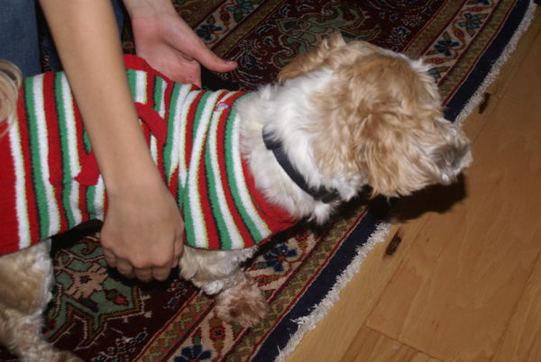 Gus getting all gussied up in his Christmas Best....