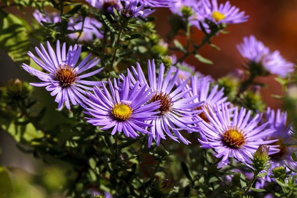 Fall Asters...