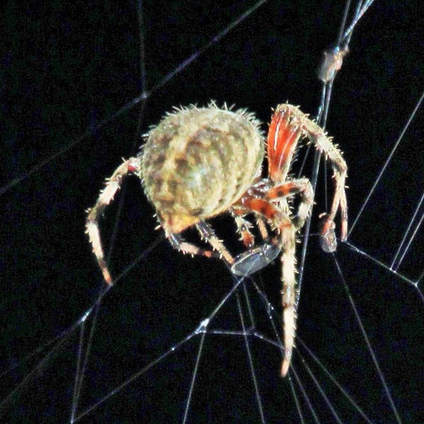 UGLY spider...