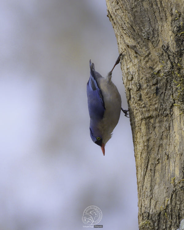 Velvet Fronted Nuthatch...