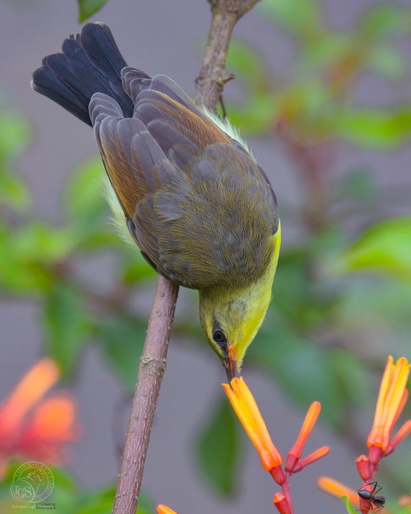 Purple Rumped Sunbird - Female...