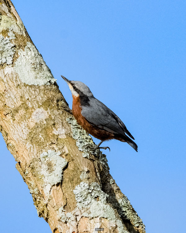Chestnut Fronted Nuthatch...