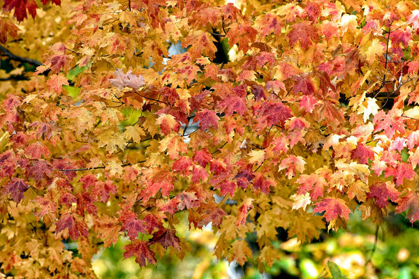 Full image of maple leaves using Topaz...