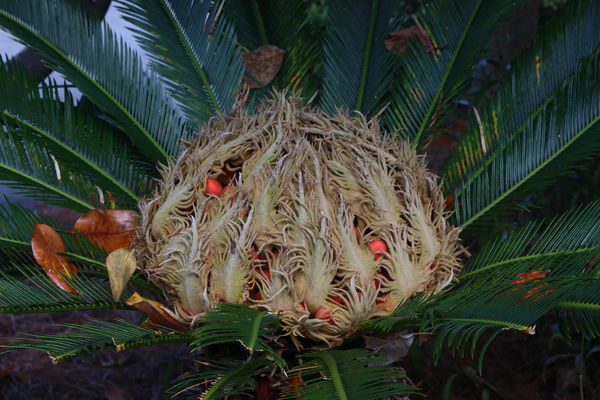 Female Sabo Palm Seed Pod...