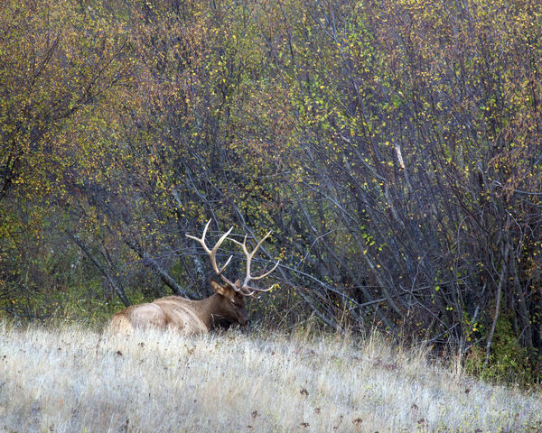 The day's only elk....