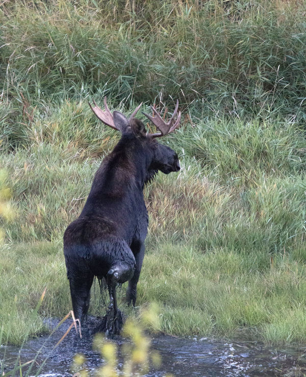 Ah!  Bullwinkle at last!  We saw this fallow's ant...