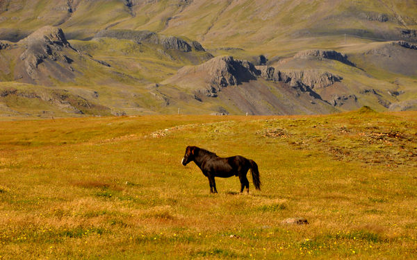 3 - Solitary horse near Alftafjördur...