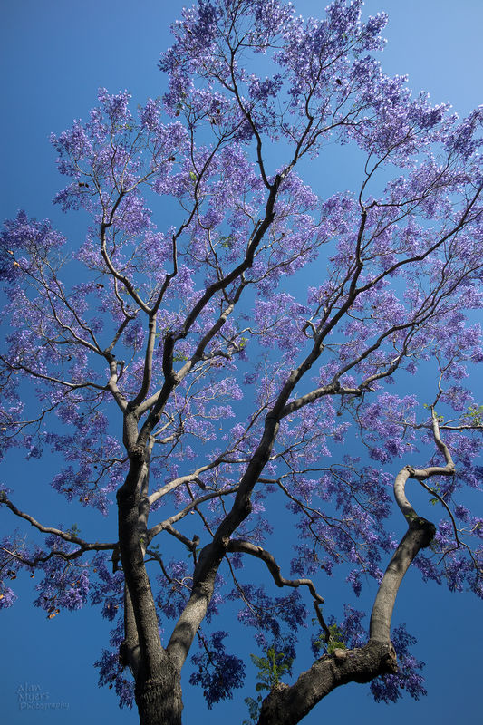 Jacarand Tree with Meike 12mm f/2.8 lens (with B+W...