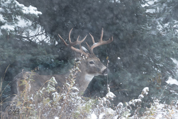 Nice buck hanging out under a tree waiting for the...