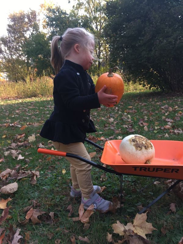 Bringing in the Pumpkins...