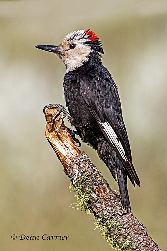White-headed Woodpecker-Oregon...
