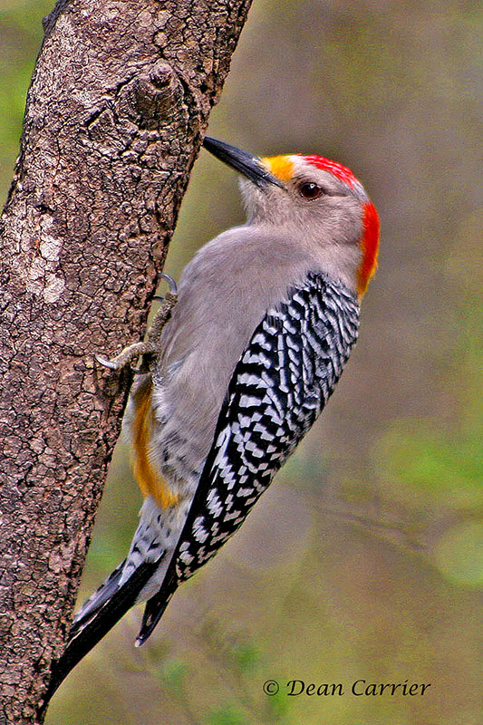 Golden-fronted Woodpecker-Texas...