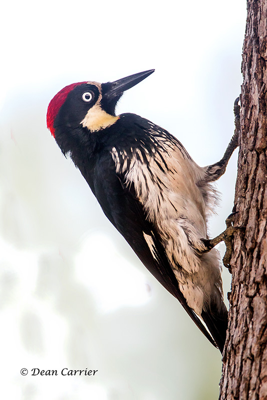 Acorn Woodpecker-California...