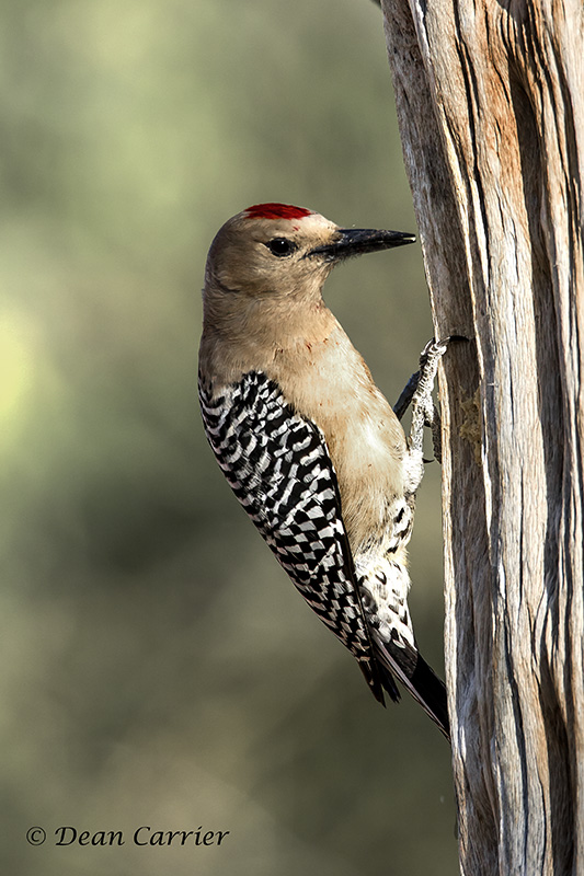 Gila Woodpecker-Arizona...