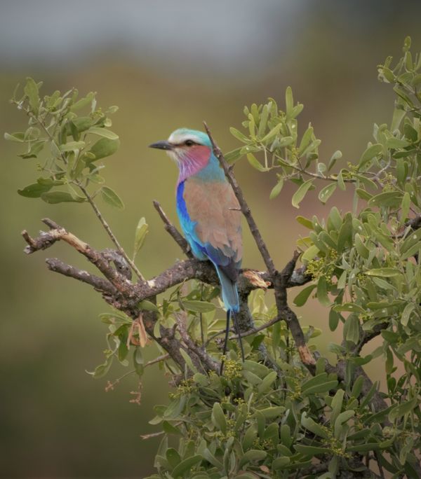 Lilac-breasted roller...