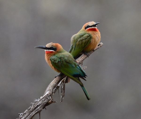 White throated bee eater...