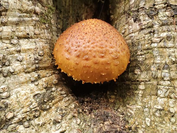 Mushroom growing in a knothole of this tree along ...