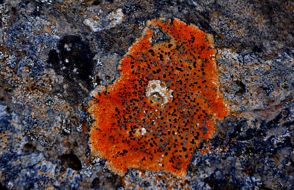7 - Colorful lichen near Dettifoss fall...