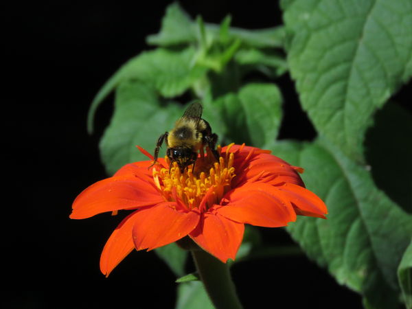 a bee on my mexican sunflower...
