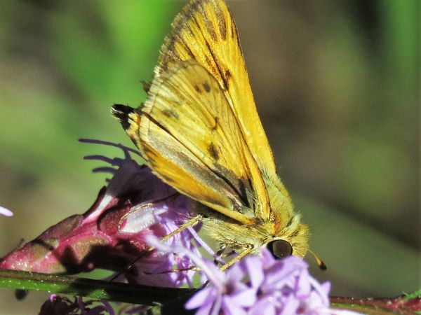a yellow skipper way out back...