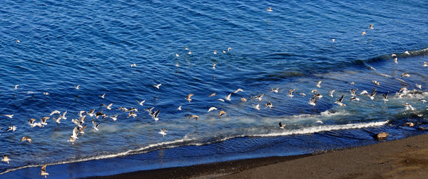 8 - Skjalfandi bay at Husavik, with a flock of sea...