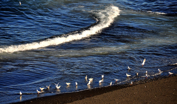 9 - Skjalfandi bay with strong waves and sea birds...