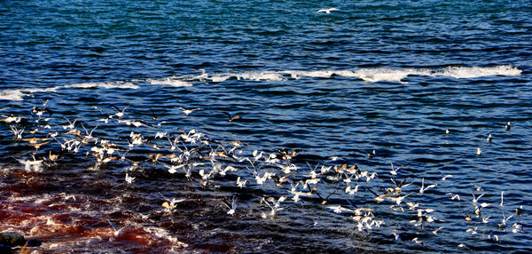 10 - More sea birds in action at Skjalfandi bay...