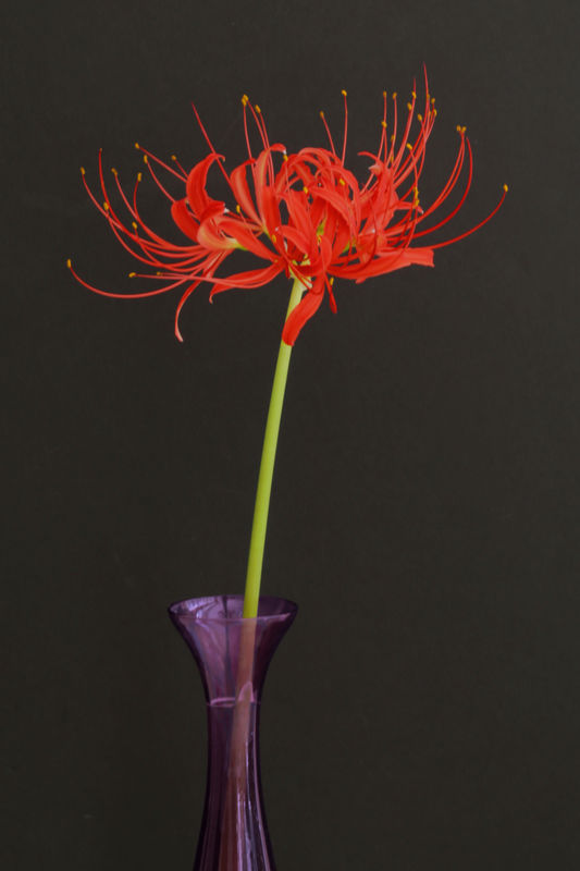 Red Spider Lilly. Indirect natural window light wi...