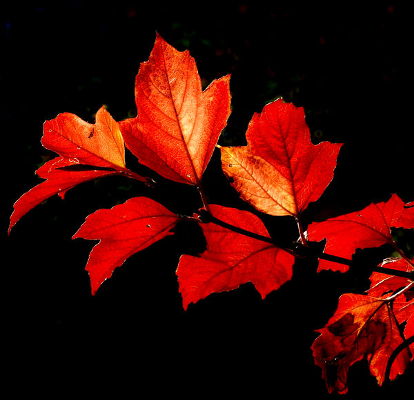 Red Snowball Bush Leaves...