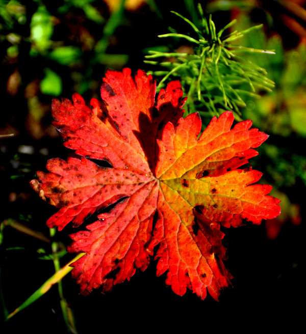 4 - Brilliant red leaf - not so brilliant focus...