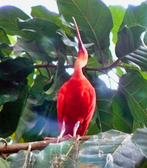 Scarlet Ibis - Moody Gardens....
